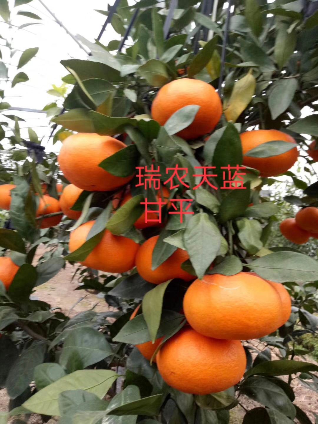 甘平柑橘苗  晚熟杂交柑橘新品种 口感细嫩化渣 高糖低酸