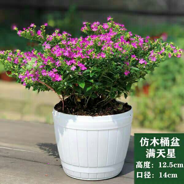 满天星盆栽花卉绿植室内花带花苞四季开花不断净化空气盆景植物