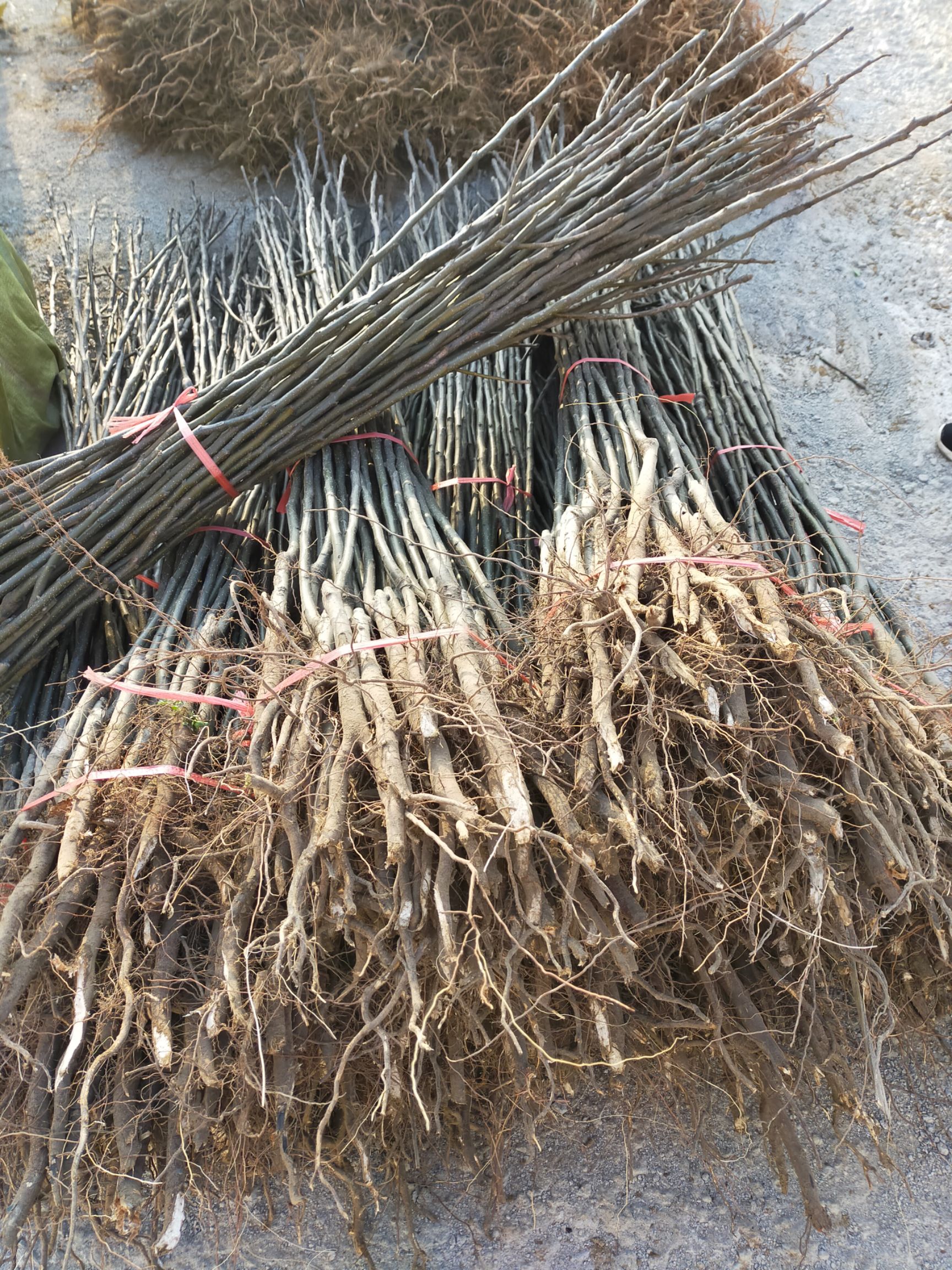 秋月梨树苗 梨树苗 秋月梨梨树苗 基地出售