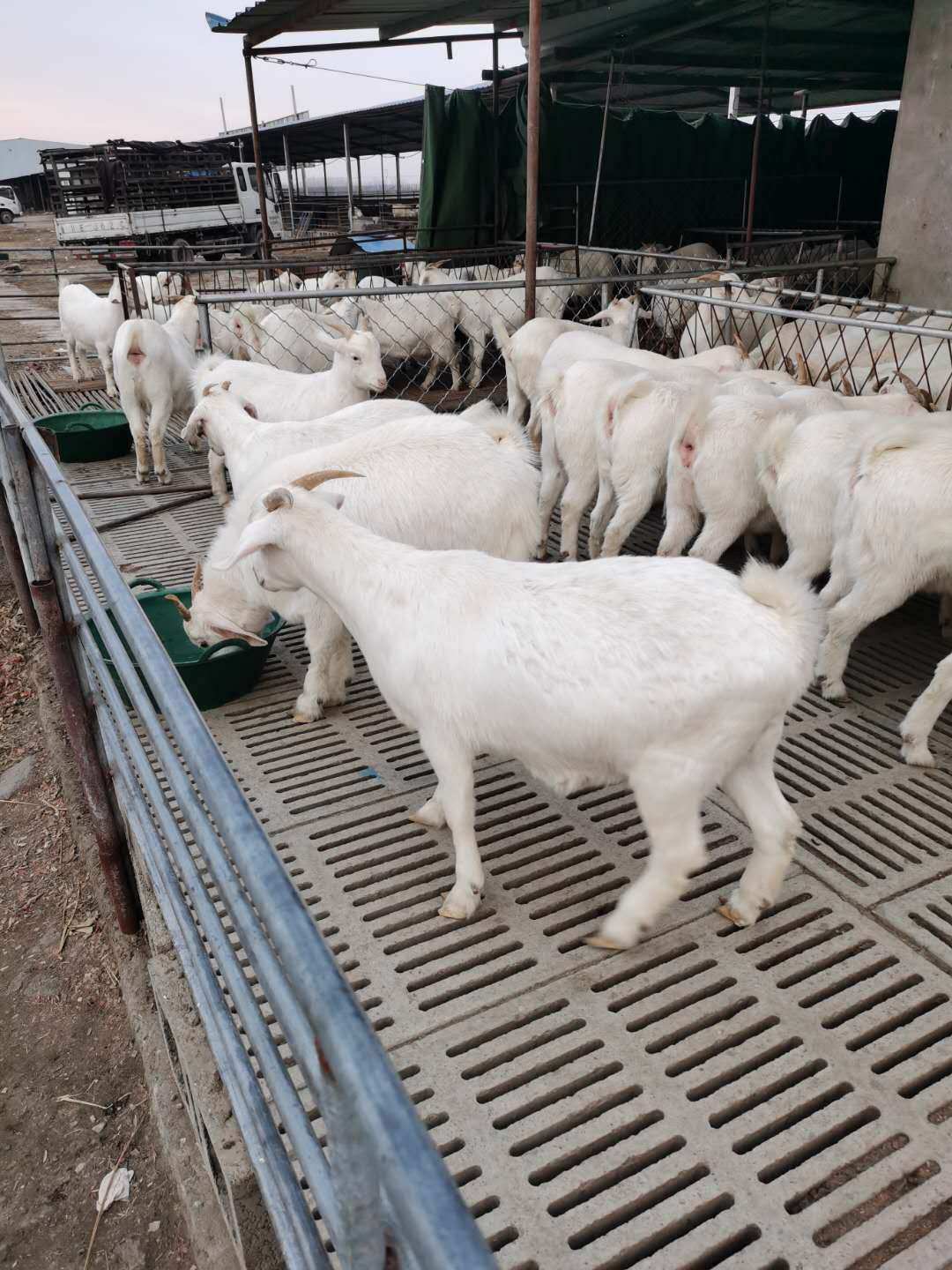 常年供应绵羊出售