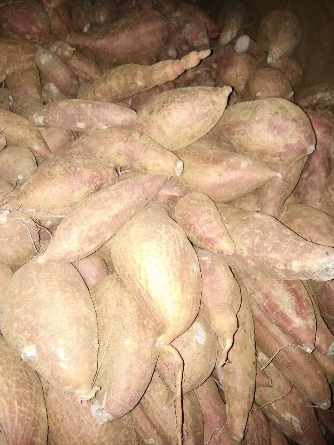 济薯26红薯