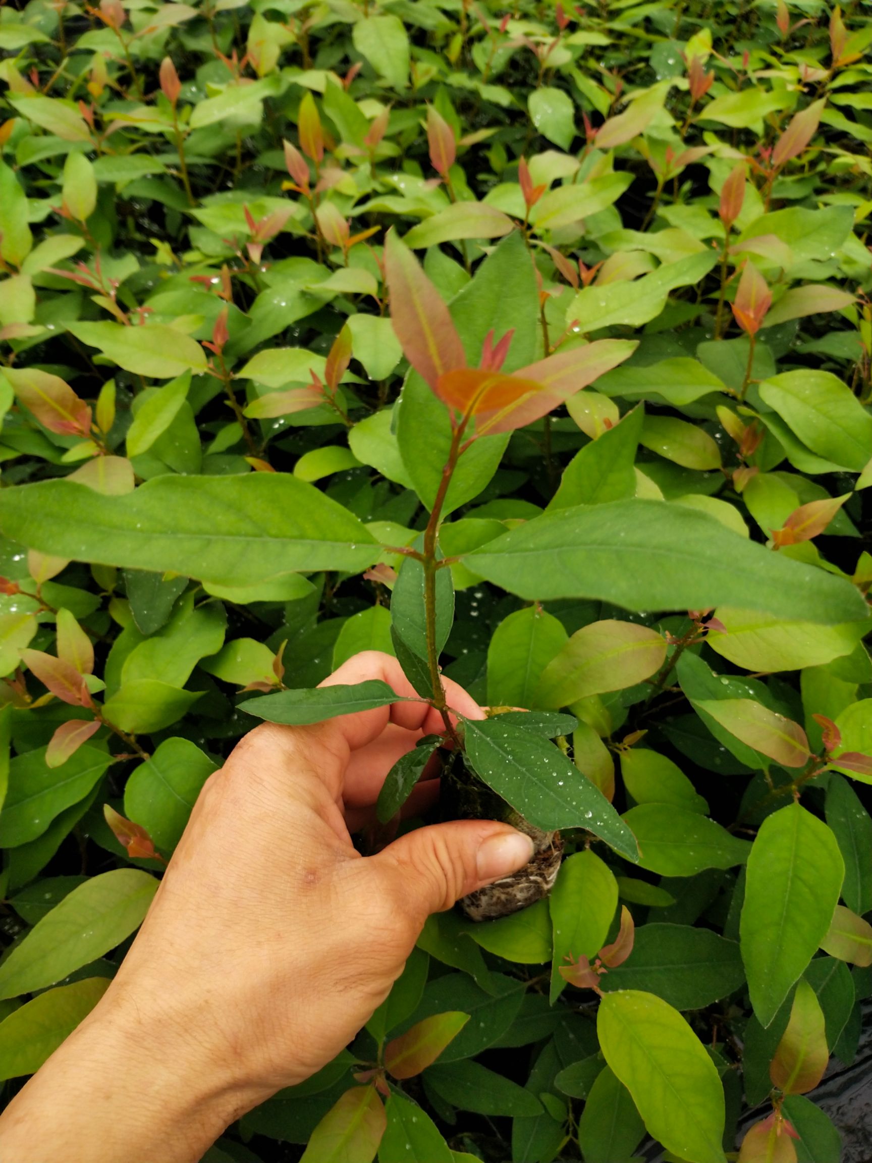 广西钦州灵山县桉树苗 桉树26