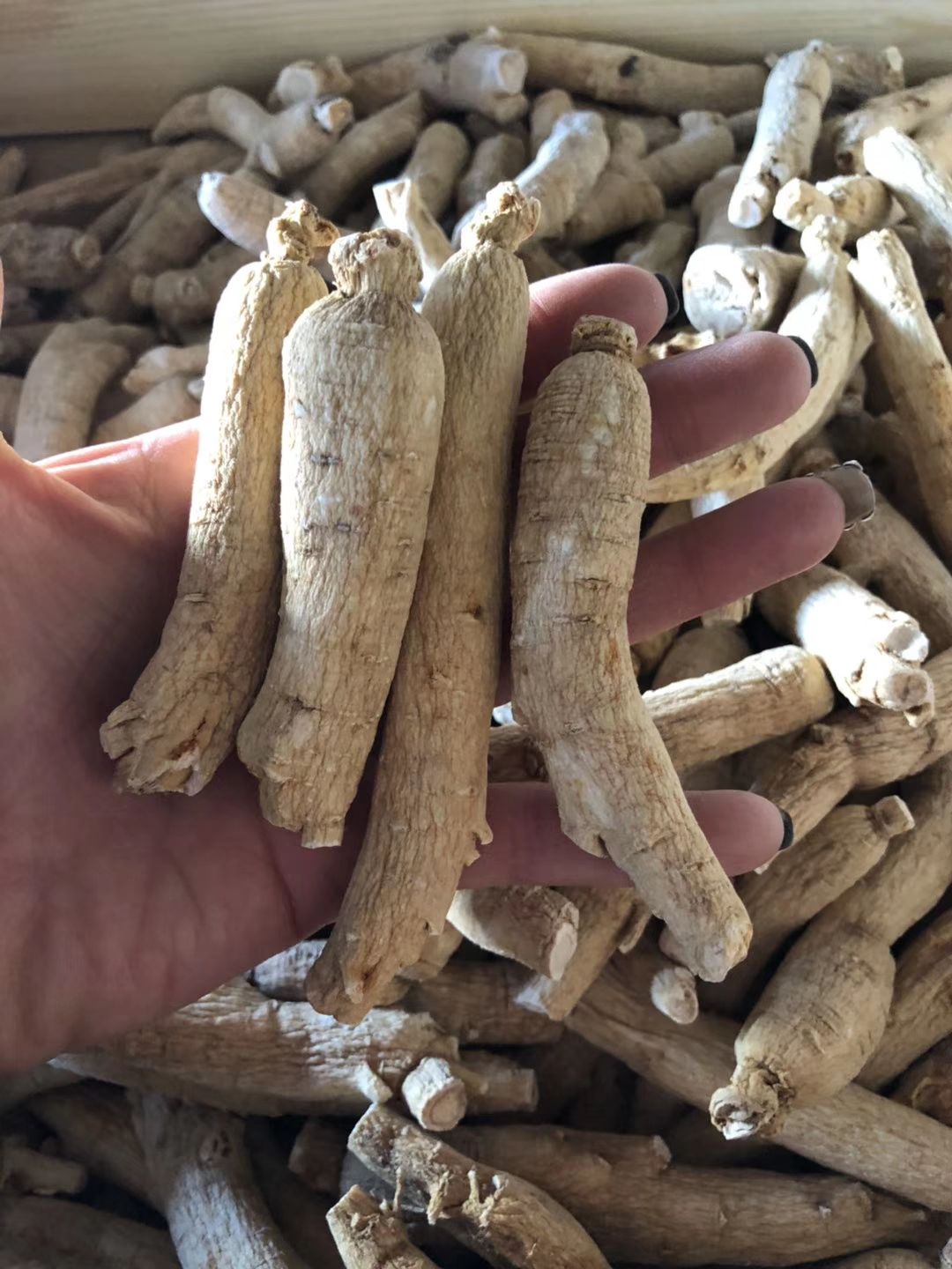 西洋参干参统货