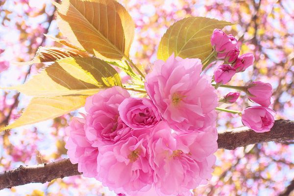 日本红叶樱花正宗日本樱花嫁接苗开花美丽南北方种值基地直发优质苗
