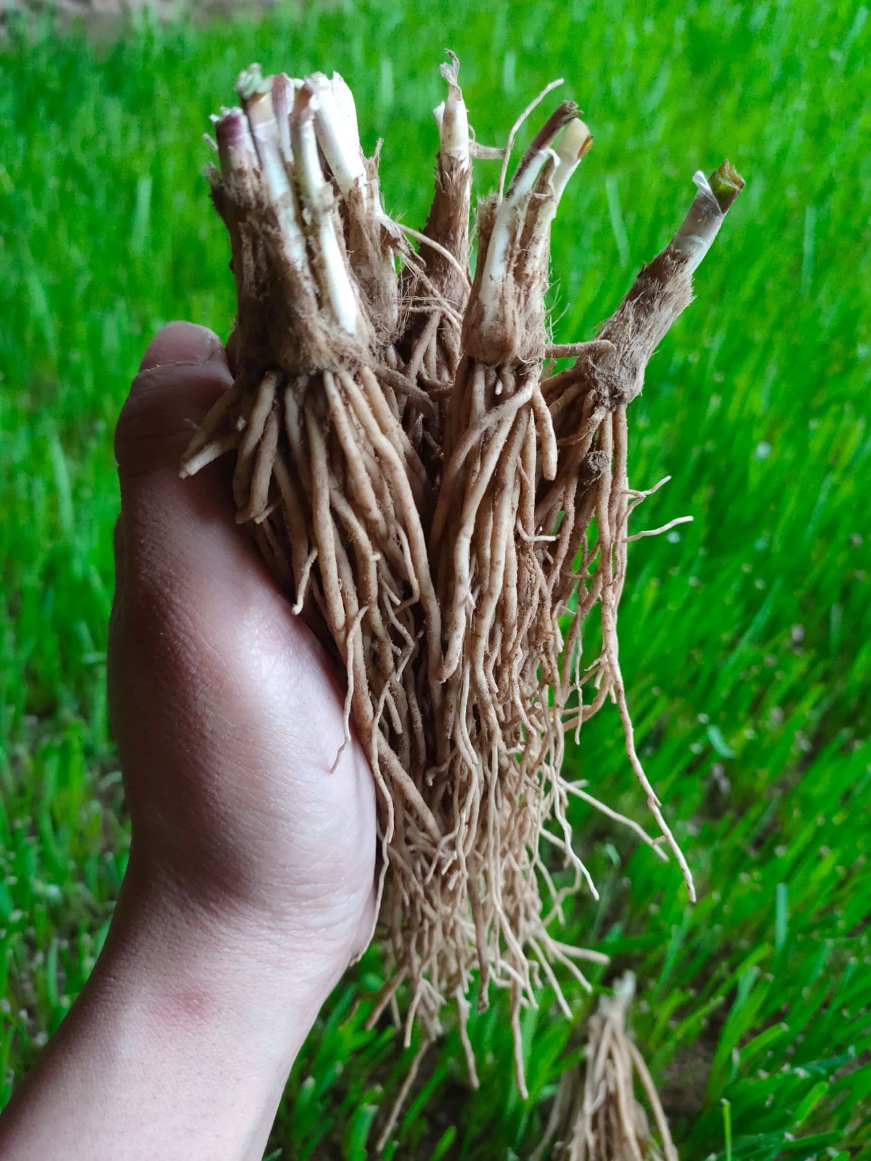 韭菜根阳台种植露地栽种