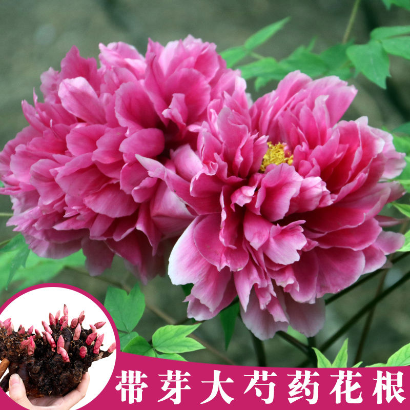 广州南沙区 观赏芍药根块花苗根基地直发成活率高 指导种植