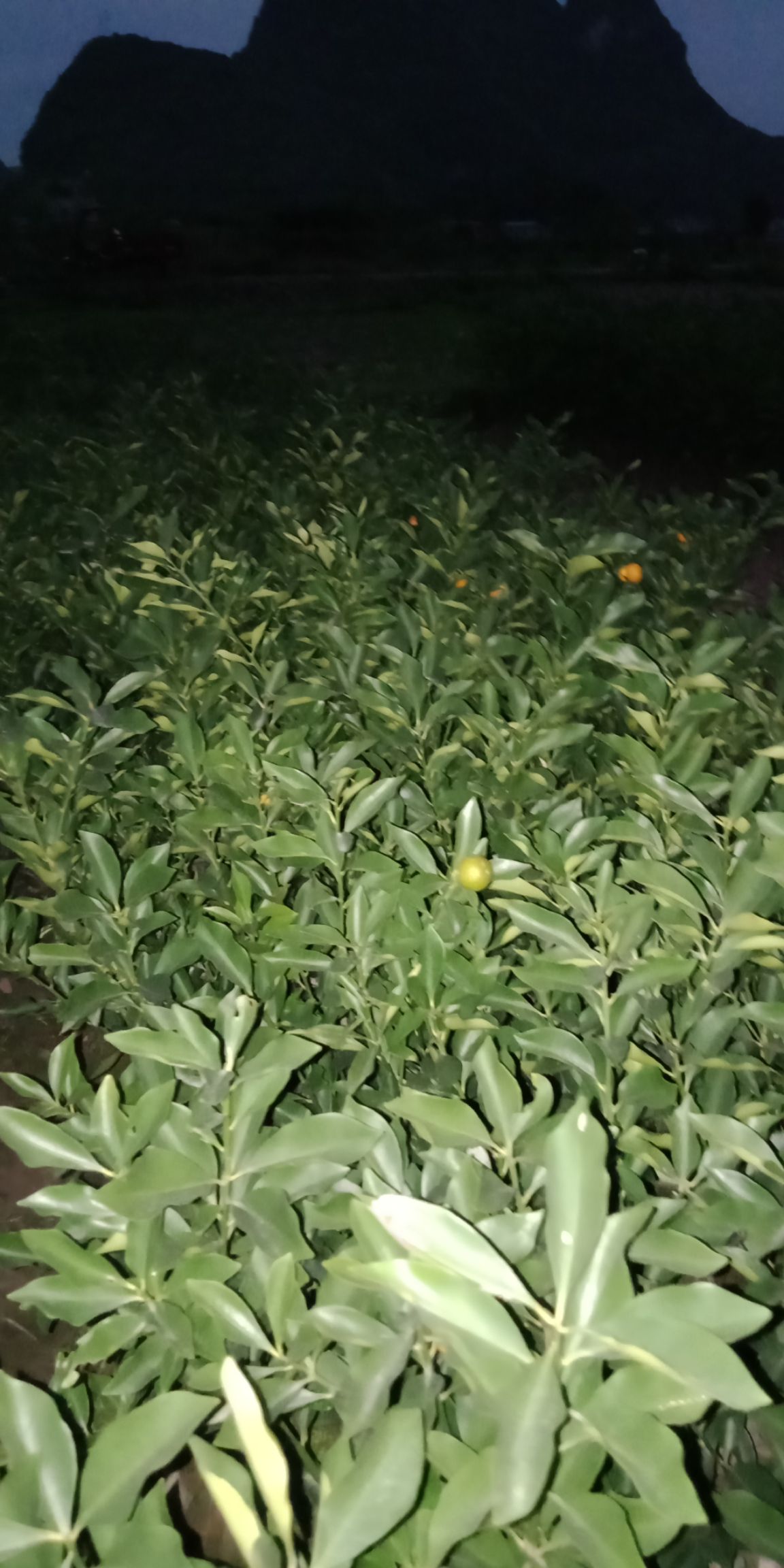 青皮蜜桔苗 金桔苗-脆蜜金桔苗目前是金桔的新品种果价钱好