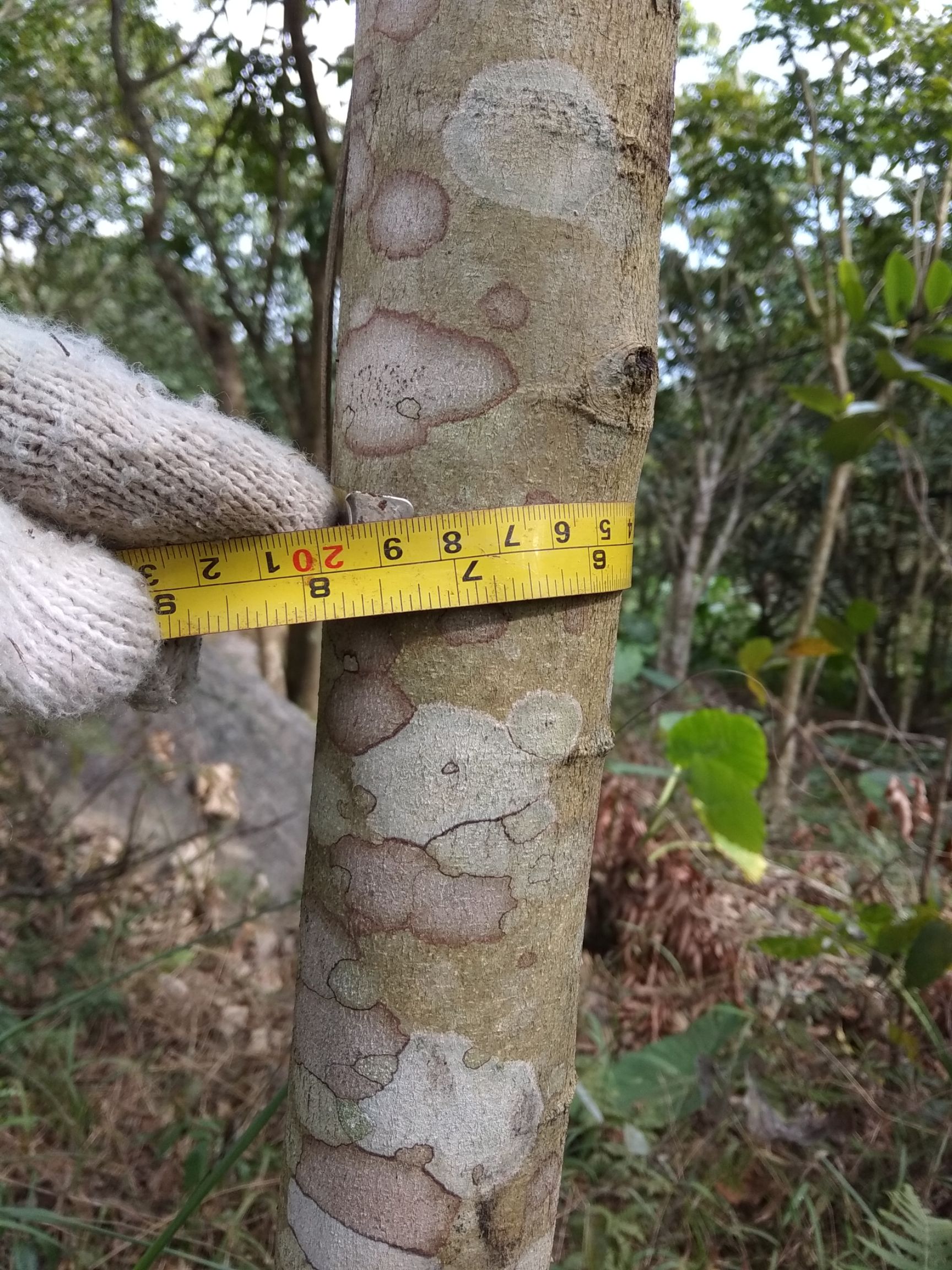 正宗海南黄花梨树