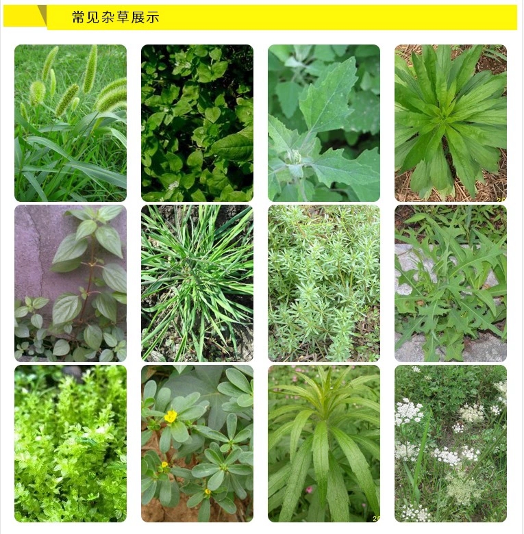 侨昌48%仲丁灵一年生禾本科杂草及部分阔叶杂草菟丝子除草剂