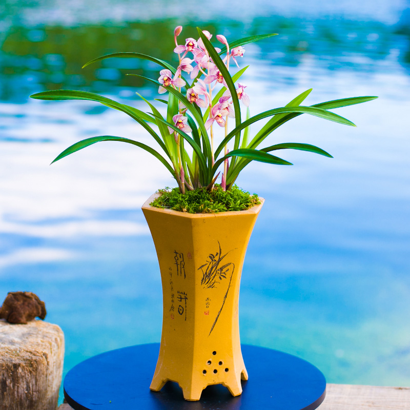 浓香室内兰花盆栽 红花白艺建兰红月 阳台绿植花卉四季开花