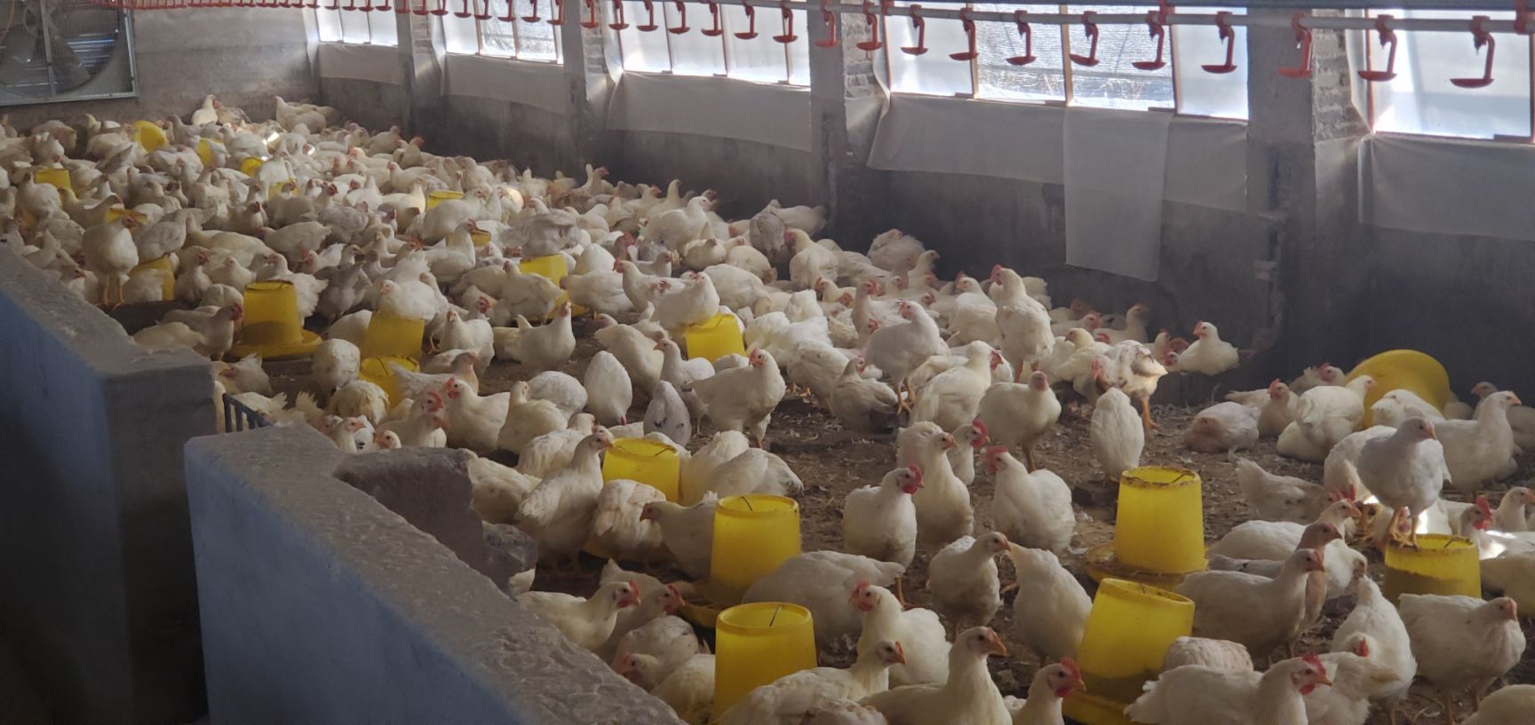 吉安吉州区 817白羽肉鸡,均重4斤半