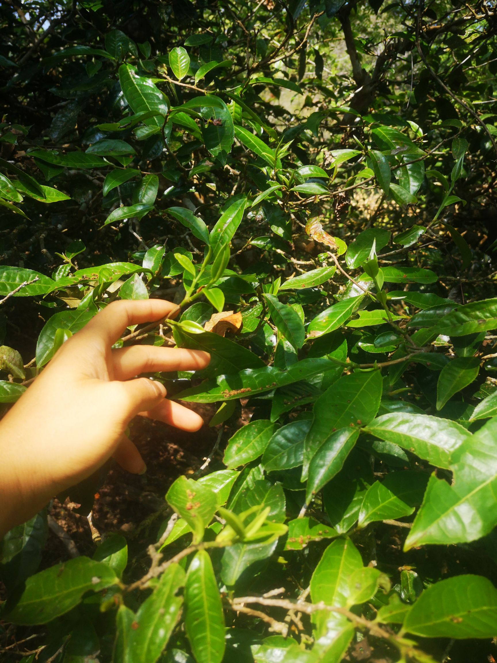 景迈古树茶景迈古树头春开始发芽