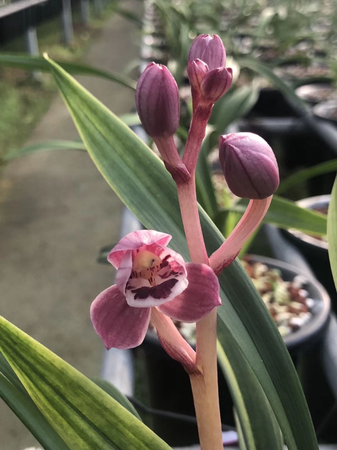 香花毛兰 浓香室内兰花盆栽 红花白艺建兰红月 阳台绿植花卉四季开花