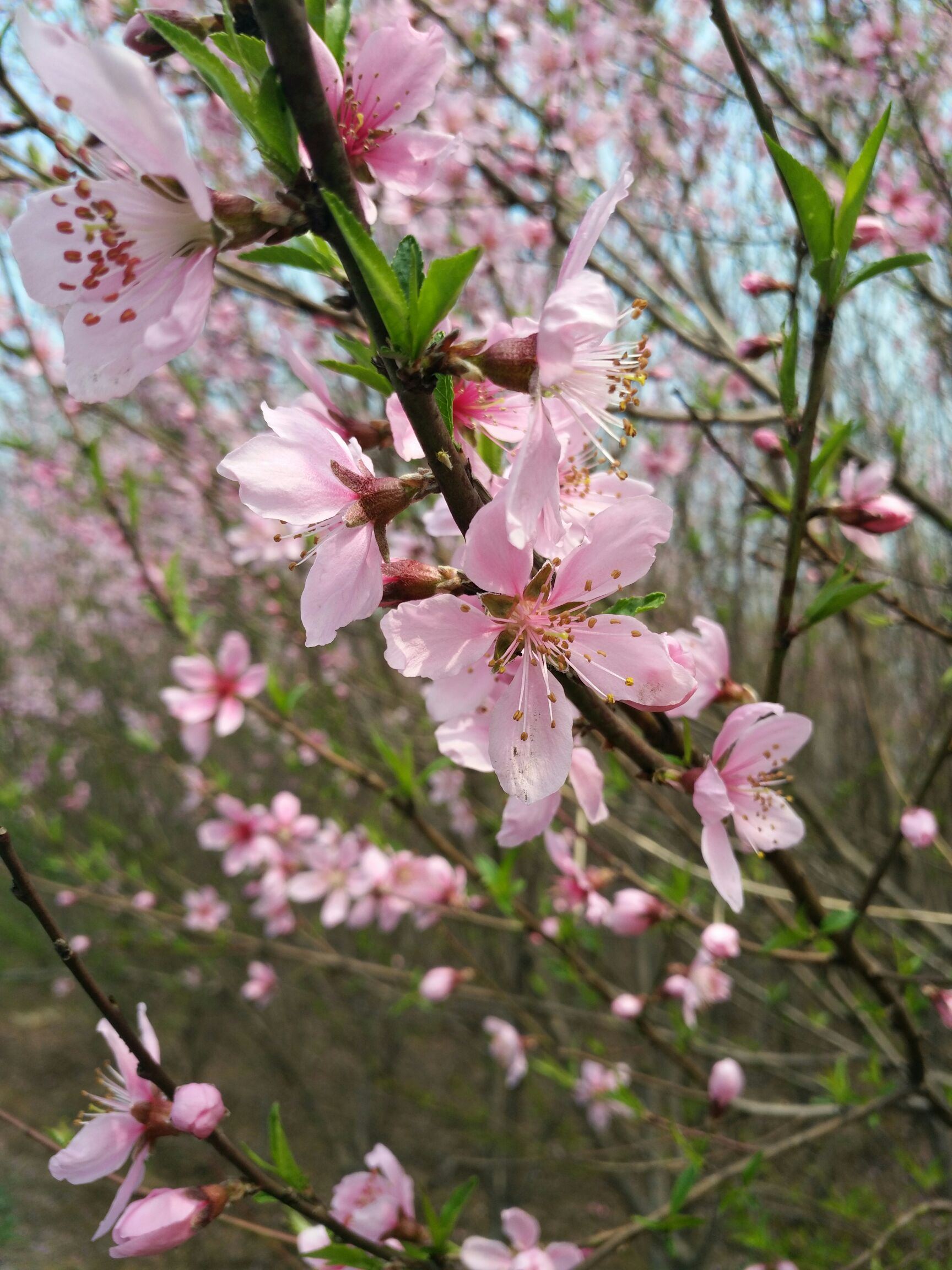 山桃苗 山桃树