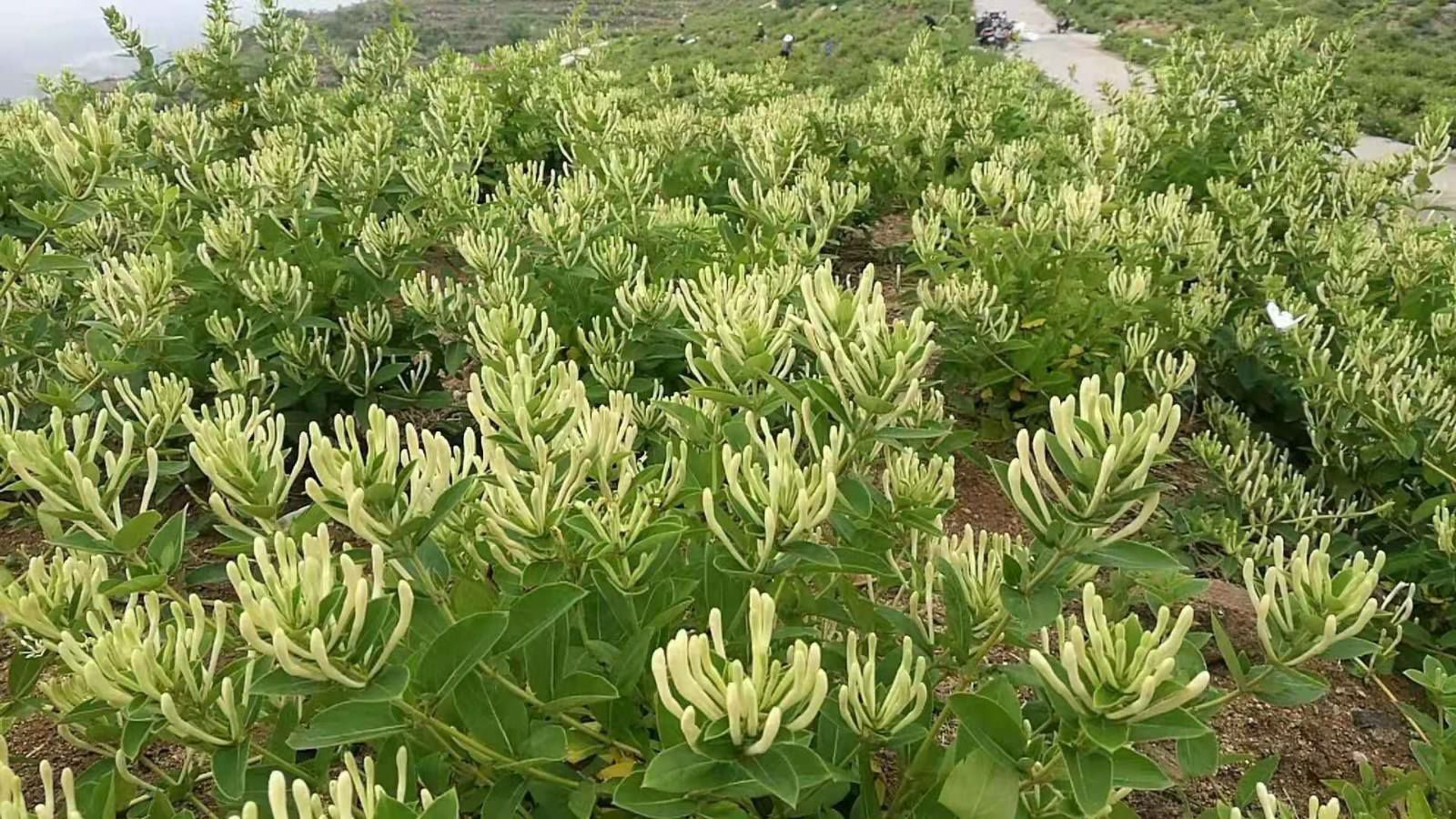 四季金银花苗 金银花之乡基地直发