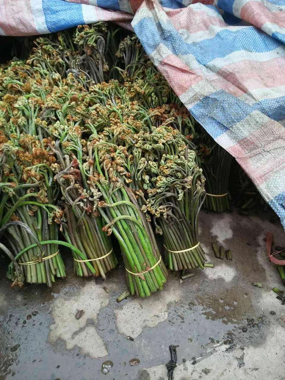 新鲜蕨菜大量上市