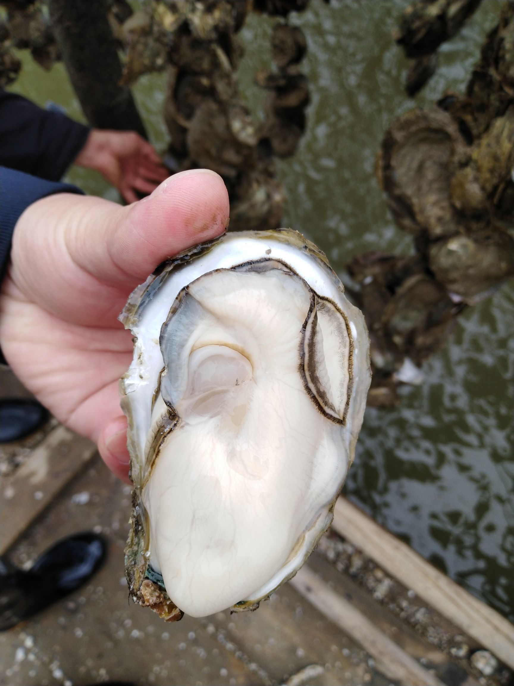 牡蛎,生蚝