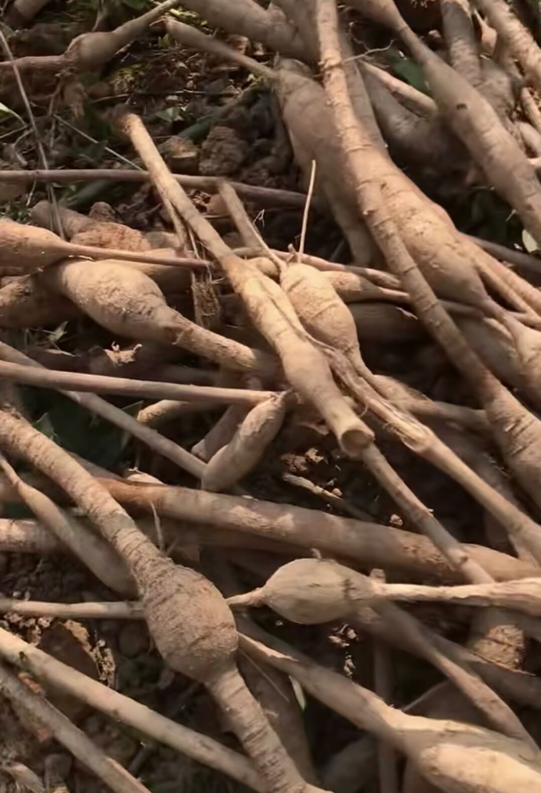 供应大厅  中药材  牛大力   收藏 分享