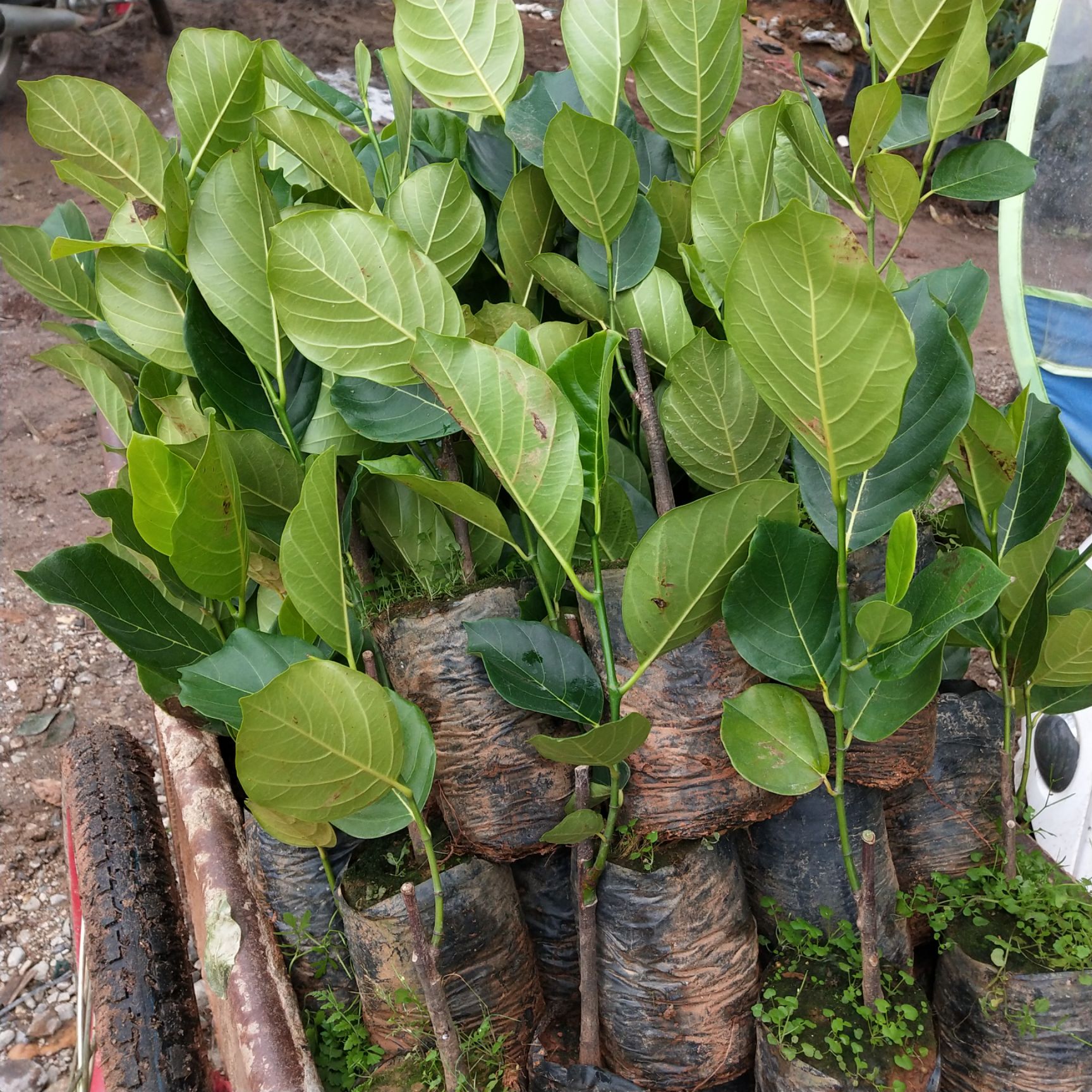 马来西亚一号菠萝蜜苗 马来西亚一号菠萝蜜带杯带叶发货包邮