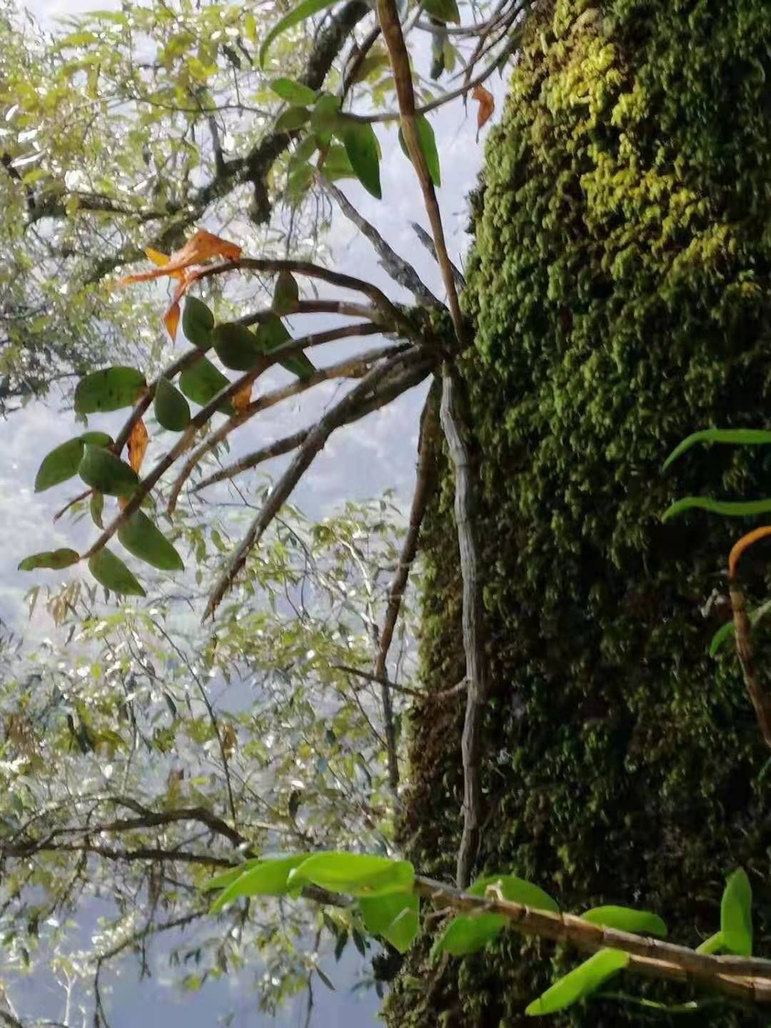 广西百色隆林各族自治县 天然铁皮石斛 生长在高寒山区的青冈树上