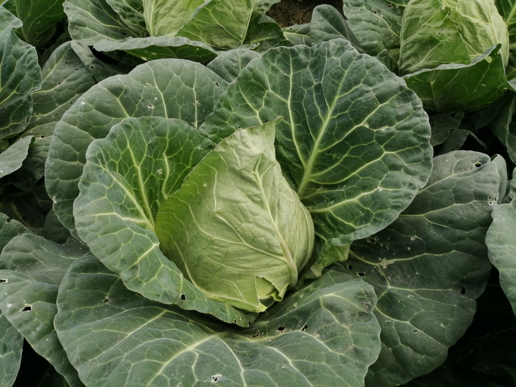 包尖白菜 2~3斤 毛菜