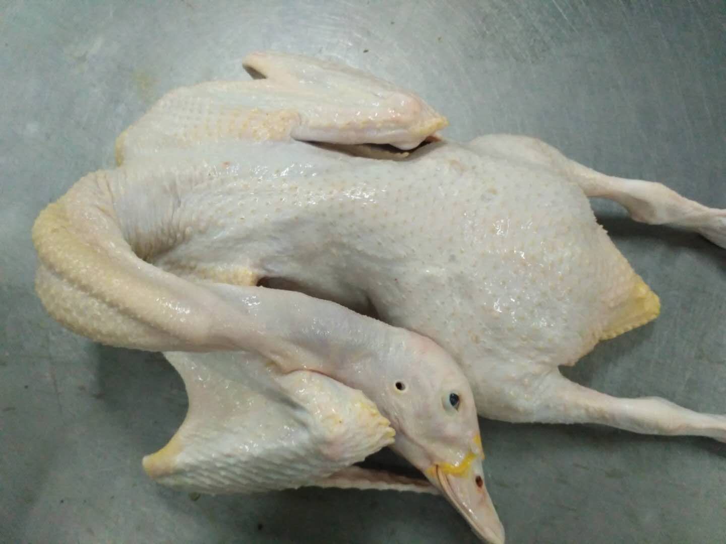 商品属性 品种名:番鸭 品种名:番鸭 单只重:3-4斤 类型:母 用途:肉鸭