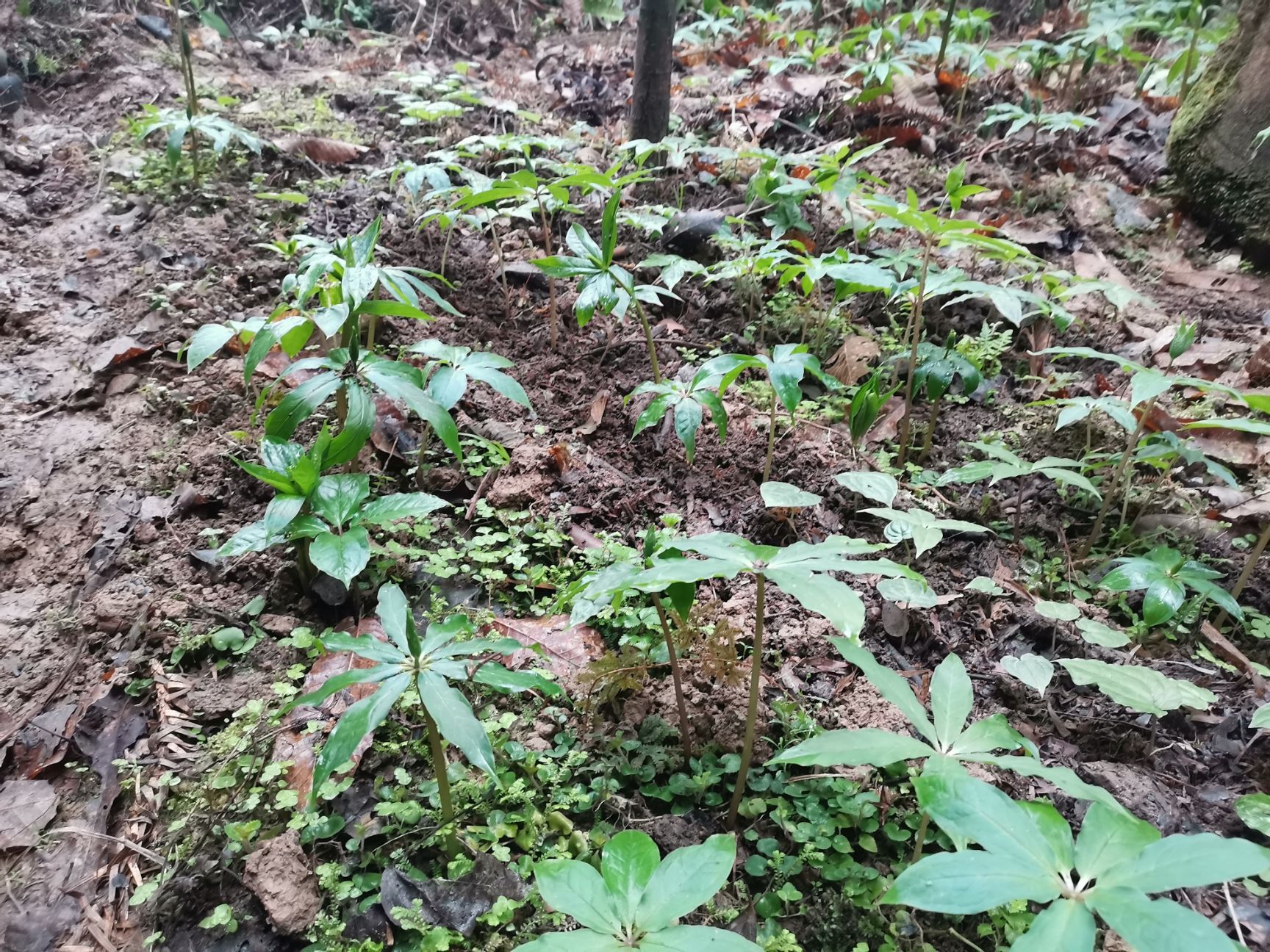 [重楼苗批发]重楼苗 华重楼种苗,统货,大苗小苗都有.