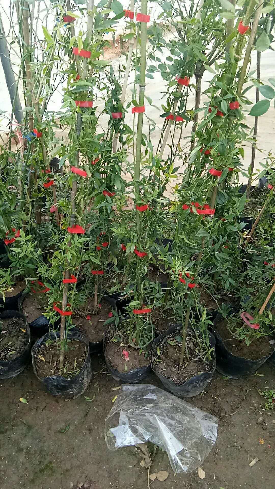 甜蜜红木香花苗四季红色爬藤植物特大花七里香盆栽白黄木香浓香