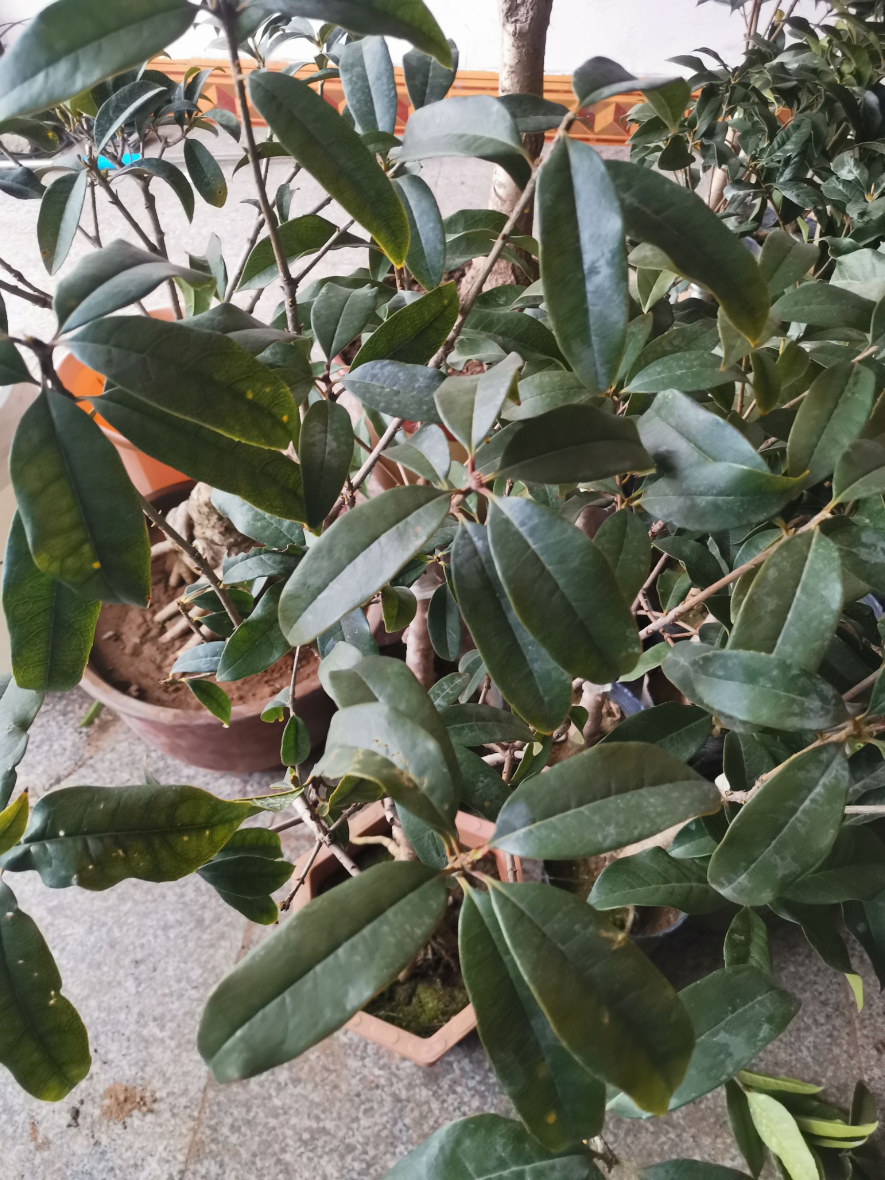 江苏连云港赣榆区 丹桂,朱砂,柳叶银桂,老金桂,日香桂,红花月桂,带土