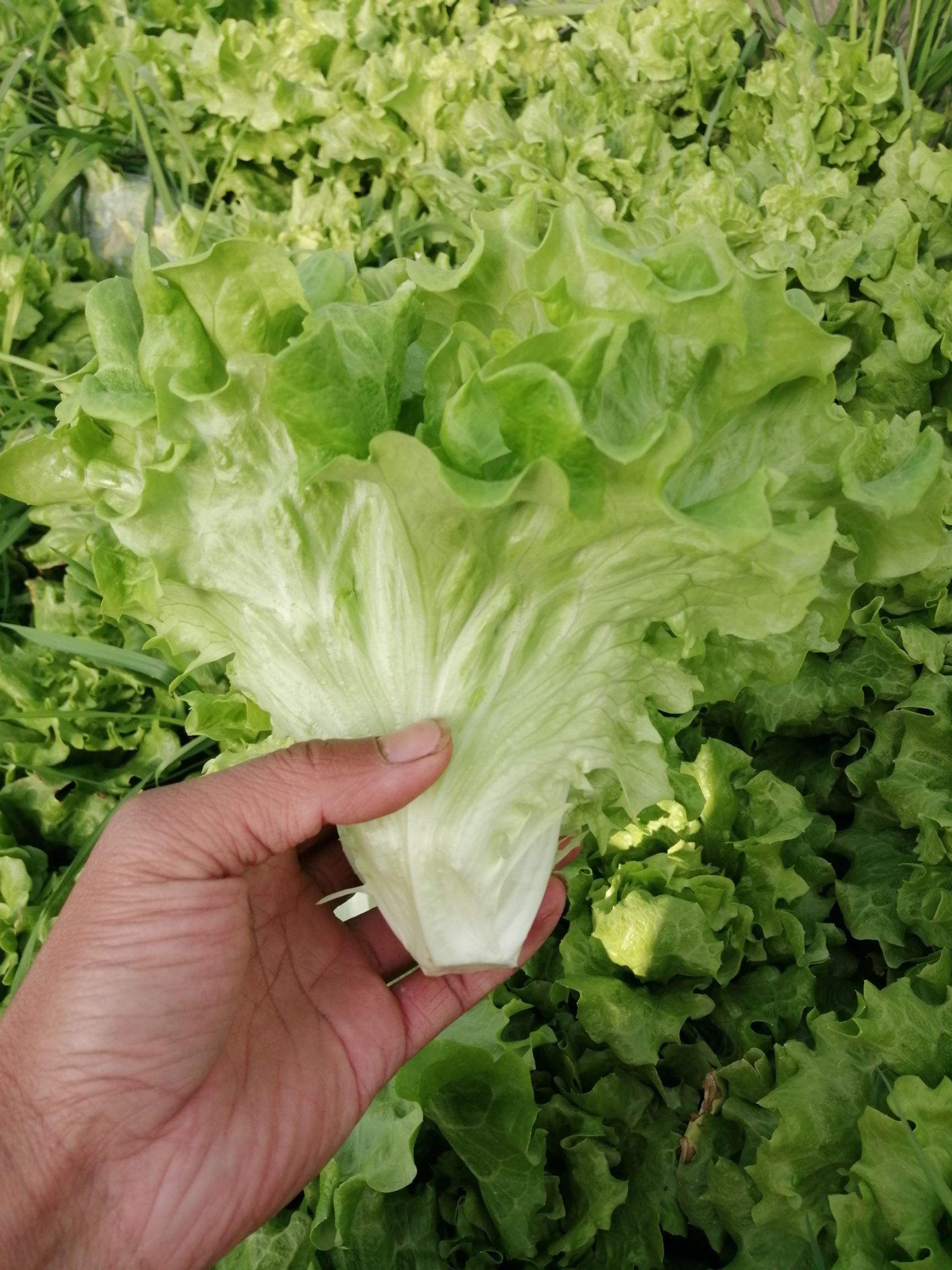 生菜,大量供应浙江 上海 江苏周边,精品大颗,不包心 不结球