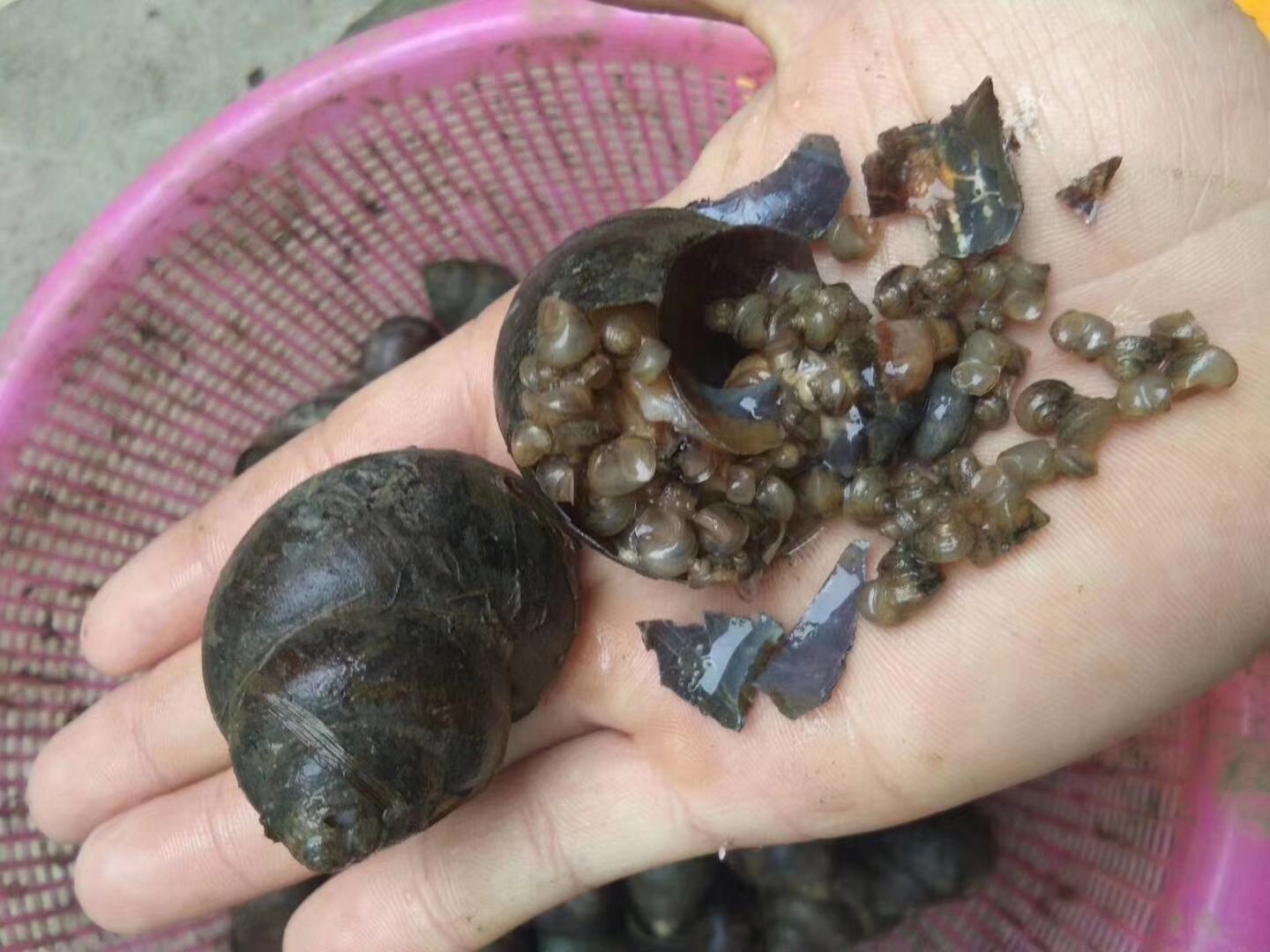 梧州龙圩区 田螺养殖基地直供田螺种,商品螺