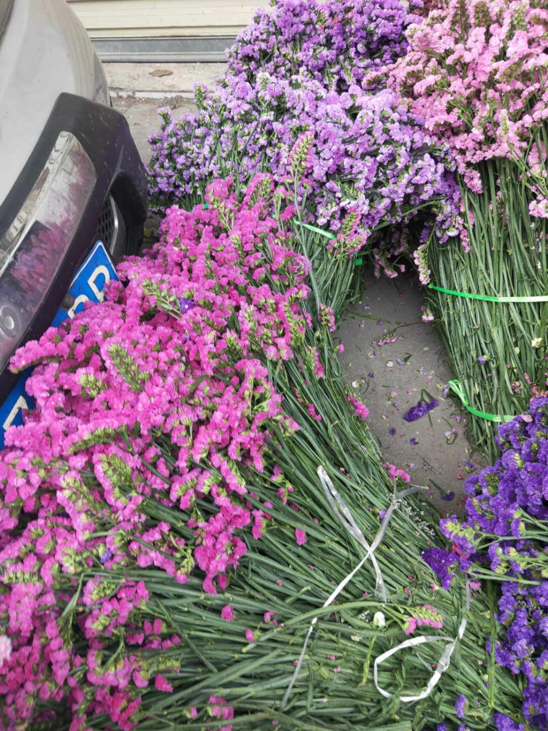 [勿忘我批发]云南鲜花 云南十八怪干花 论斤卖模式勿忘我水晶草等价格