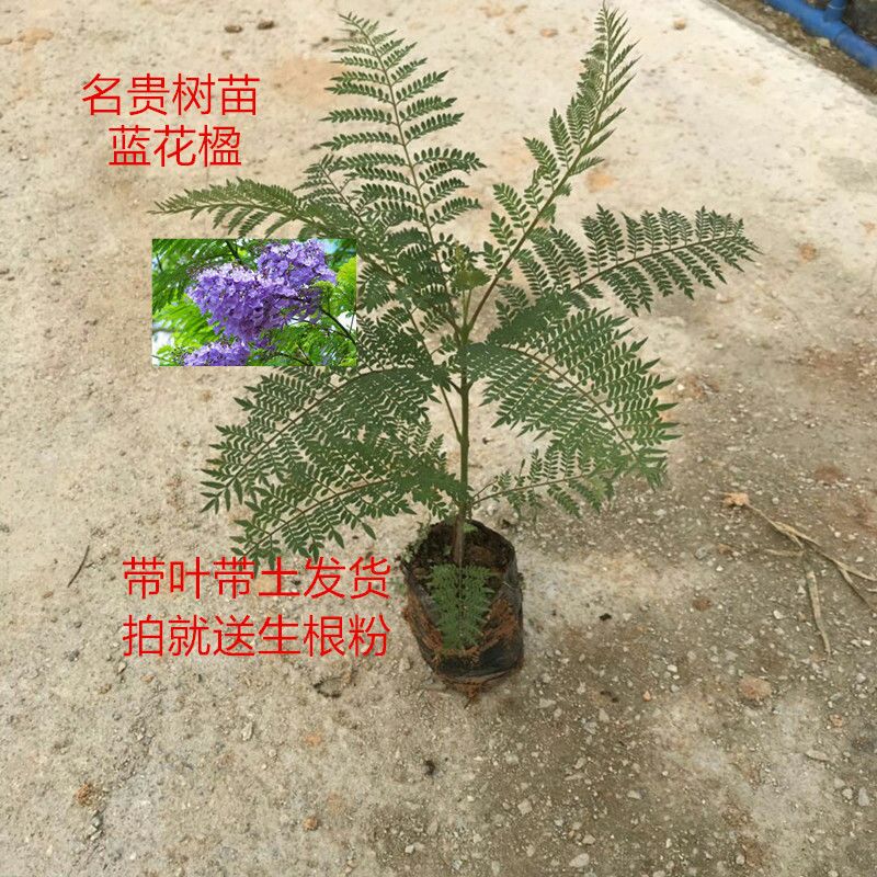 蓝花楹树苗珍稀名贵树苗珍贵凤凰木红花楹庭院植物树苗