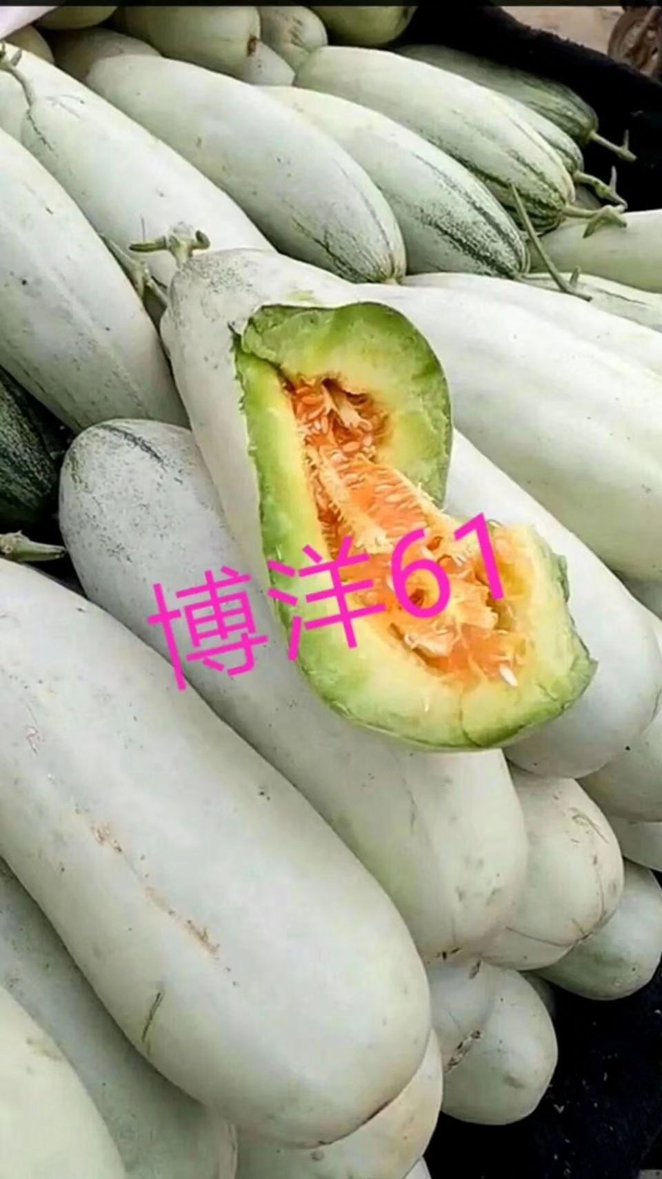 山东聊城市莘县头茬博洋61号羊角蜜甜瓜