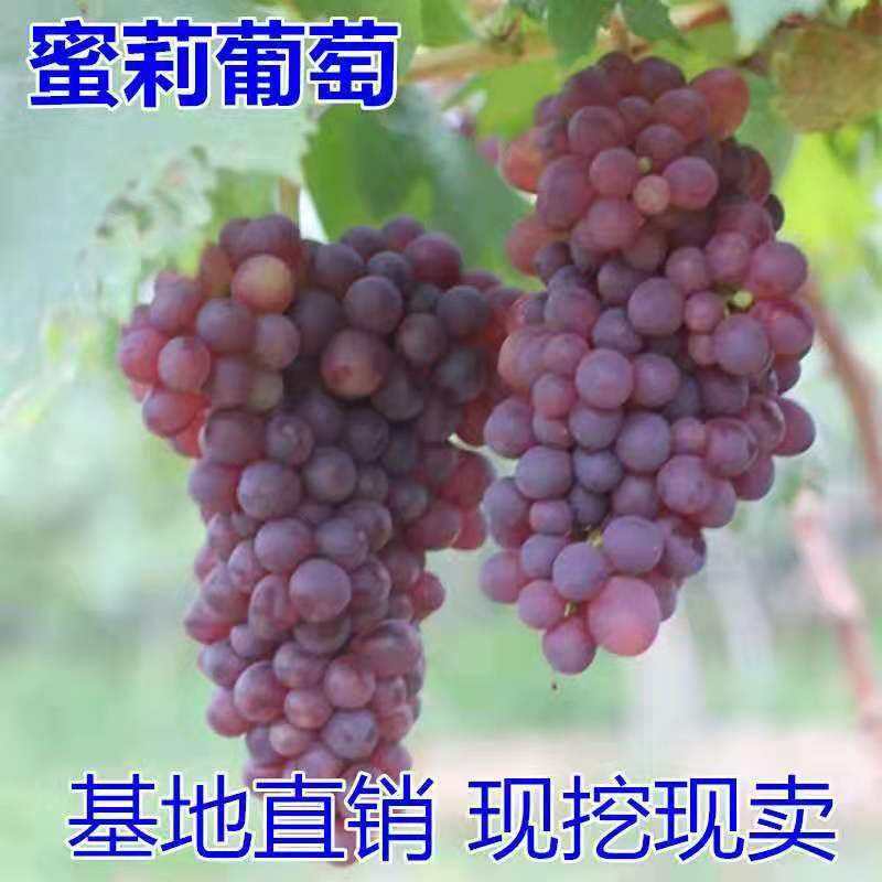 蜜丽葡萄苗 蜜莉葡萄树苗,适合南北方种植,基地直销三包发货.