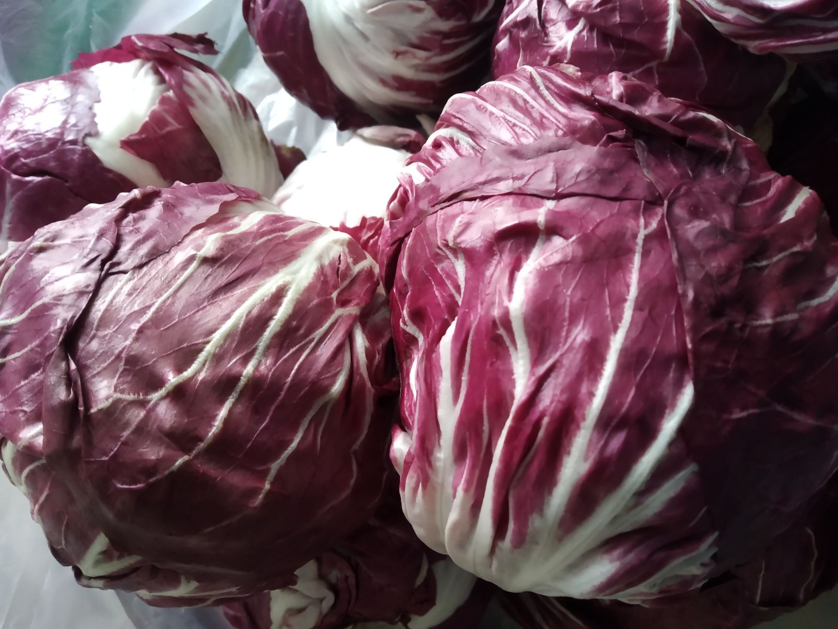 [球生菜批发] 新鲜西餐蔬菜 沙拉菜紫菊紫生菜价格6元/斤 - 惠农网