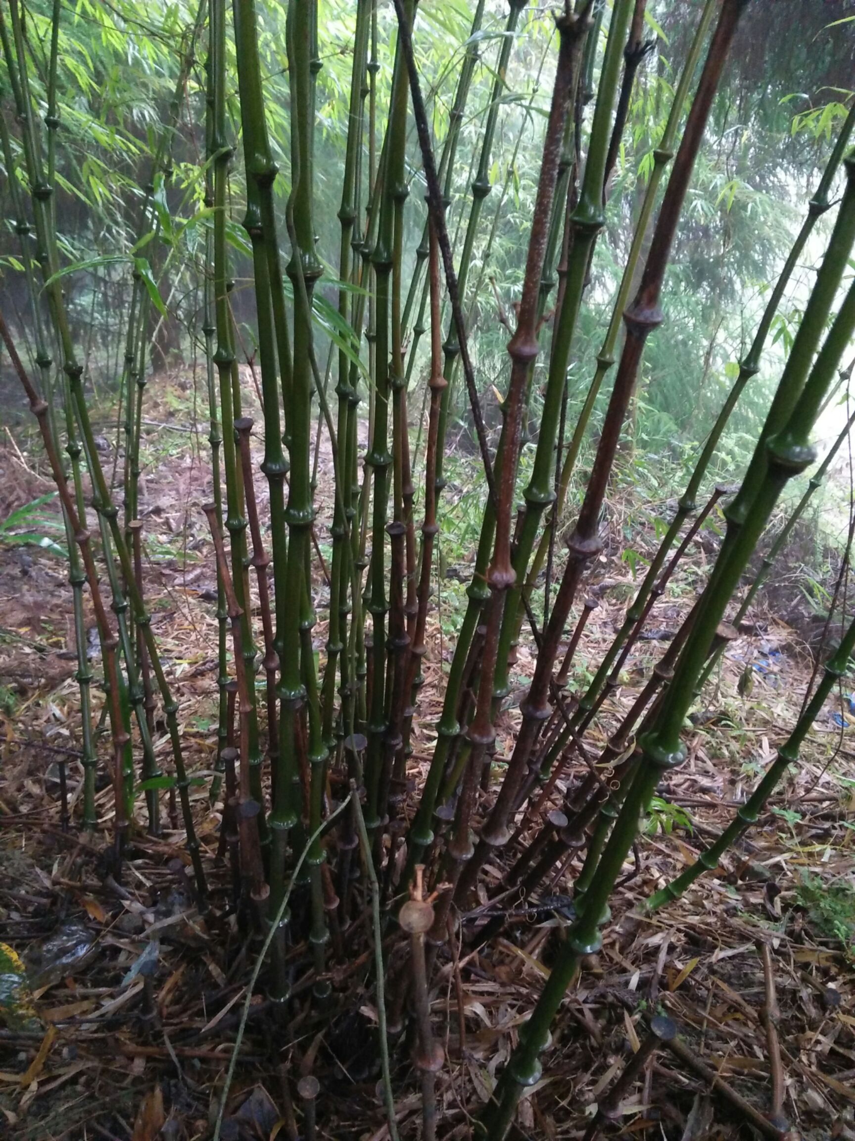 供应筇竹苗也叫算盘竹