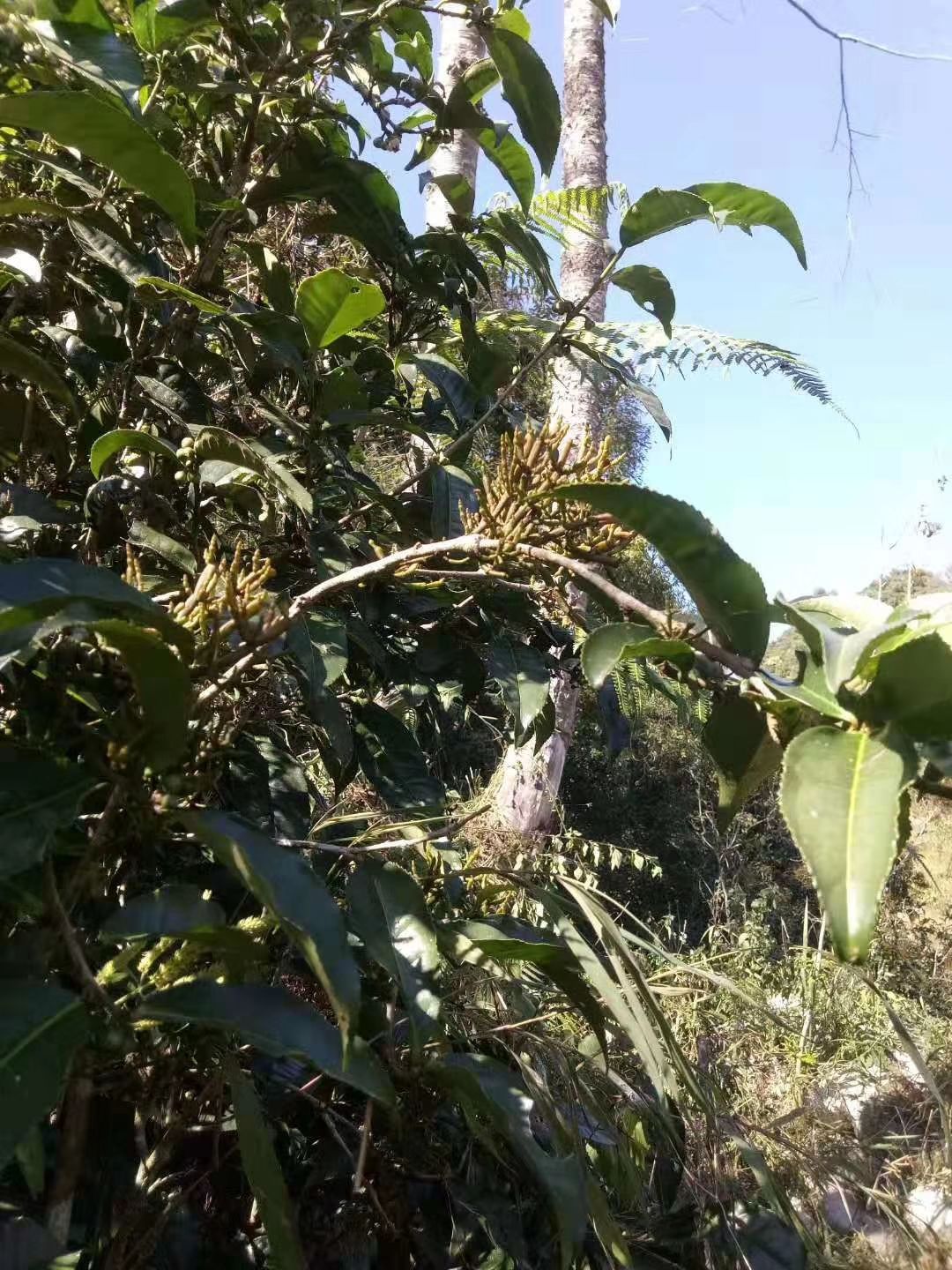 [古树茶批发]古树茶 腾茶称之良药,喝了去火清肺,有,4