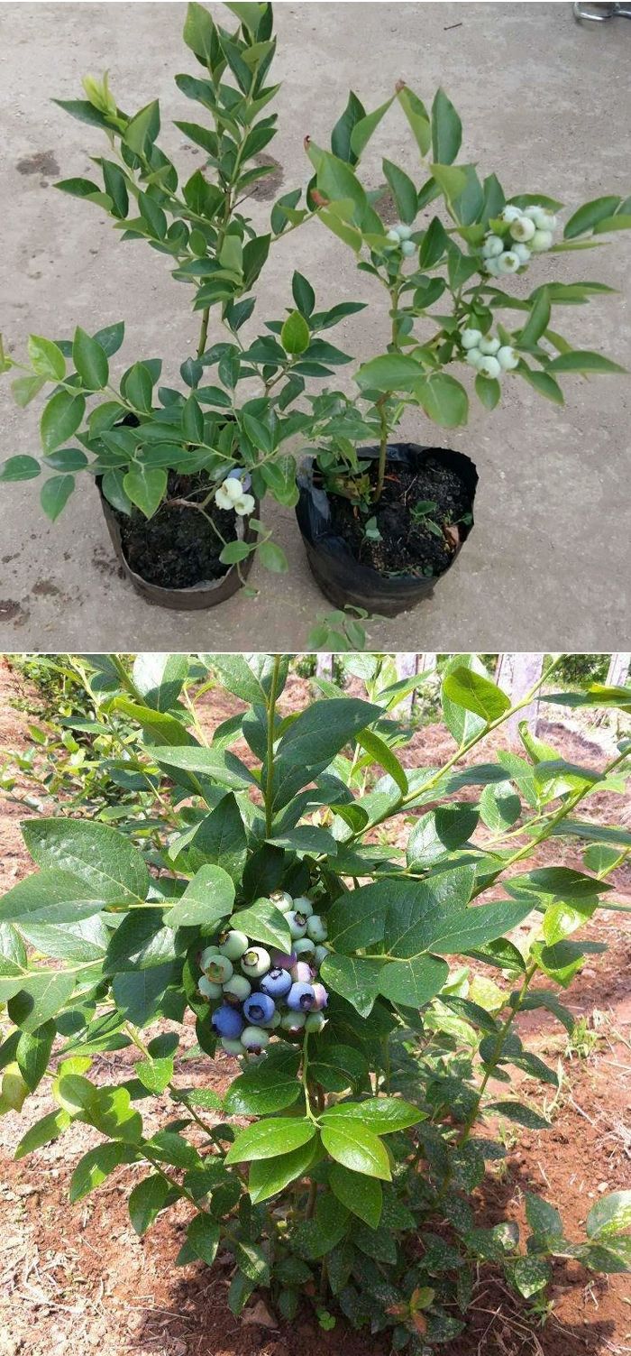 蓝莓苗带土发货地栽南北方种植蓝莓树四季盆栽室外阳台特大果树苗