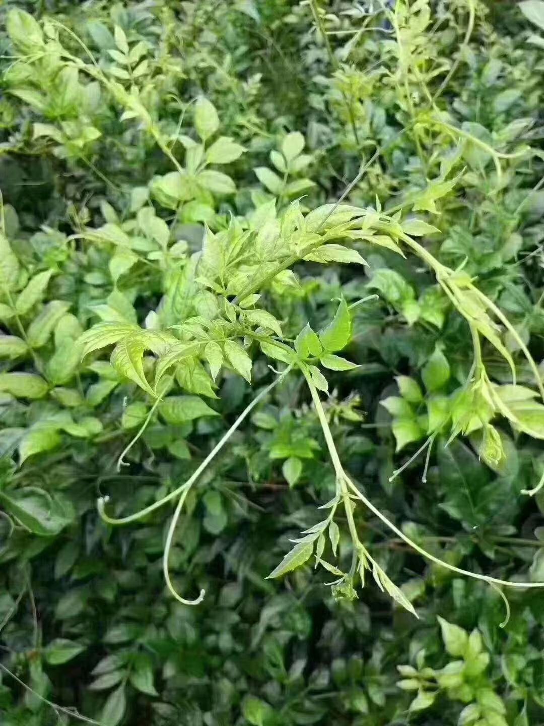 藤茶 张家界神藤【霉茶】-对嗓子很好,可治咽喉炎.