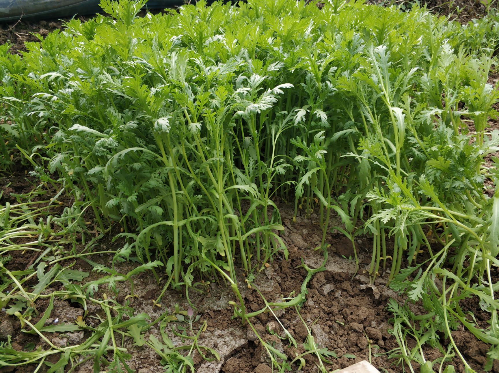 精品茼蒿菜,潍坊茼蒿菜 产地直销,价格便宜