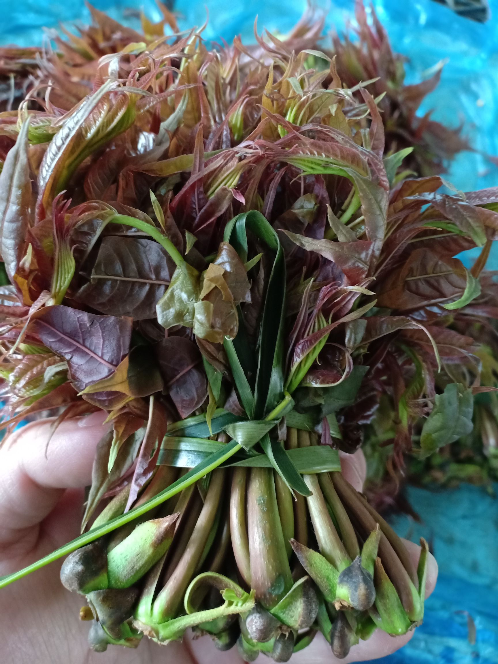 供应大厅  蔬菜 香椿芽