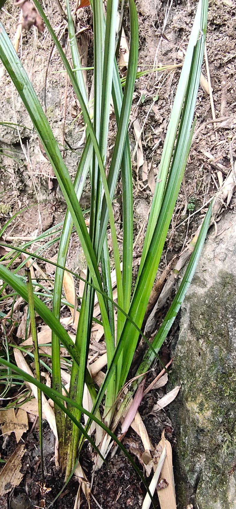 现挖大山里的 兰花草