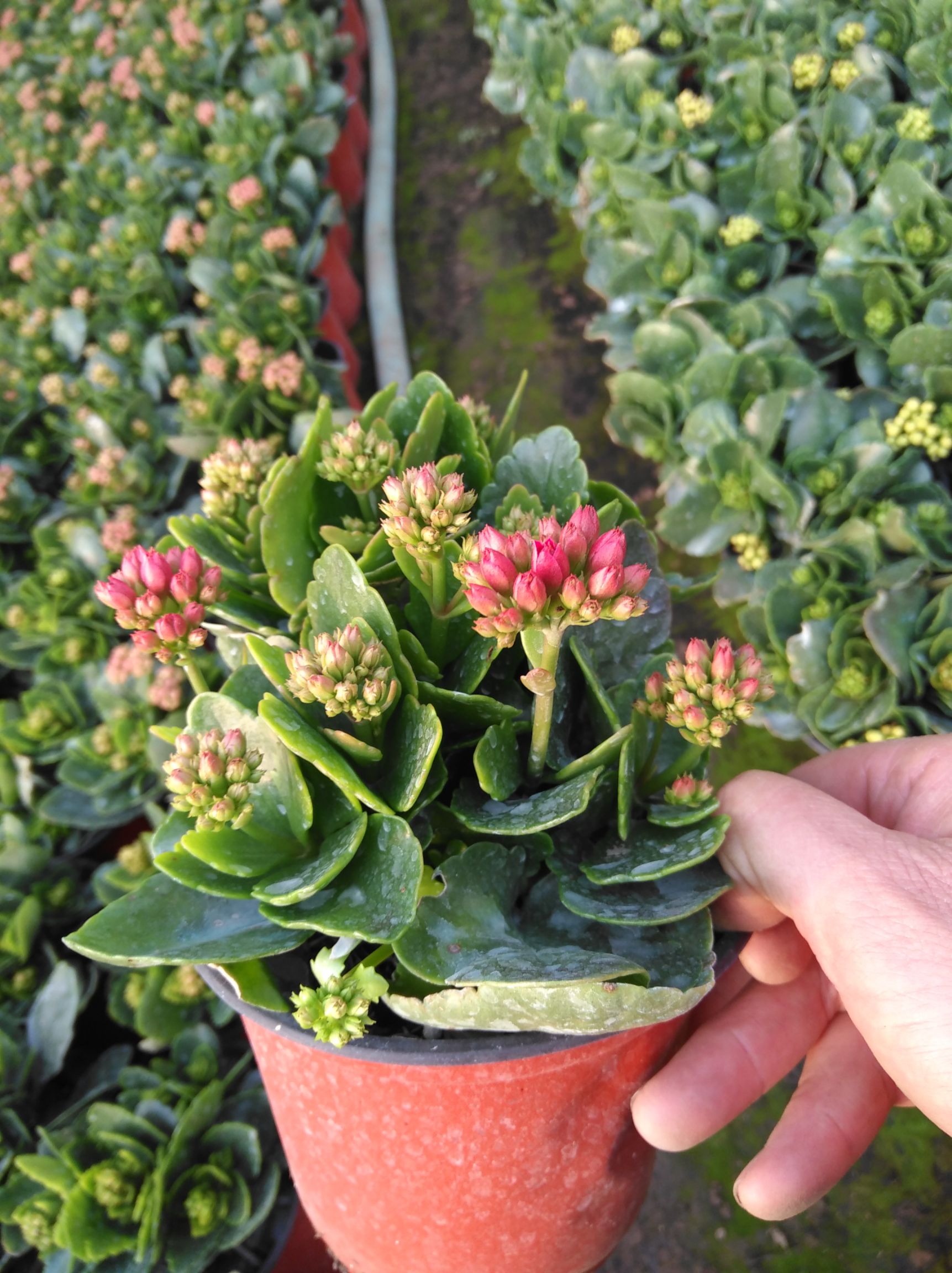 [长寿花盆栽批发]长寿花盆栽 分枝多,颜色全,价格低元