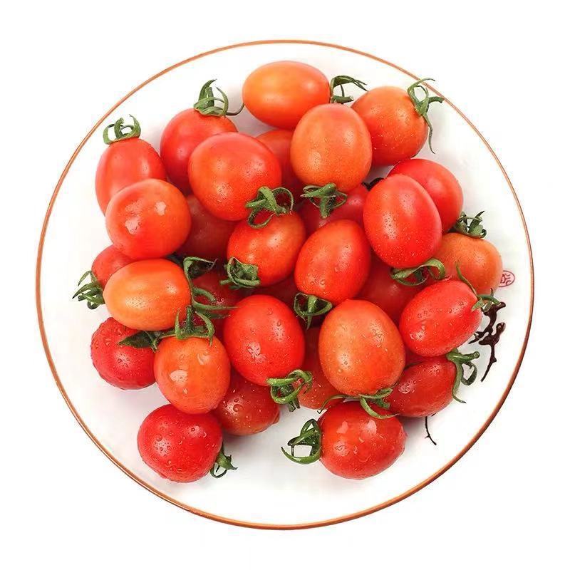 贝贝小柿子新鲜圣女果5斤现摘贝贝小柿子樱桃小番茄小西红柿