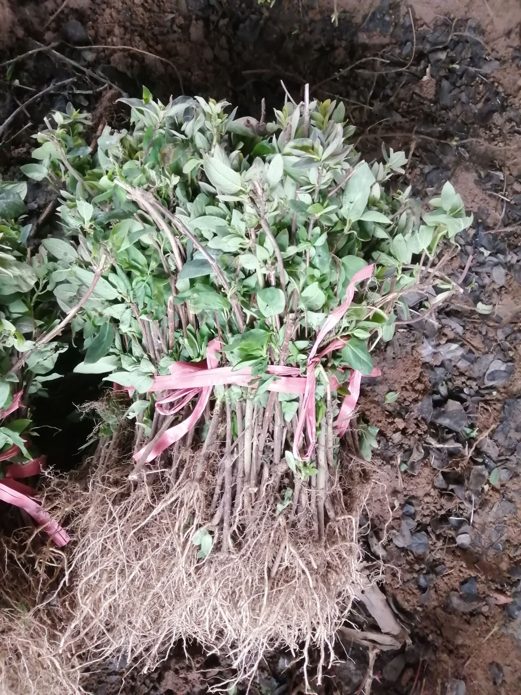 北花一号 金银花扦插苗 百花一号 四季金银花 4毛一棵