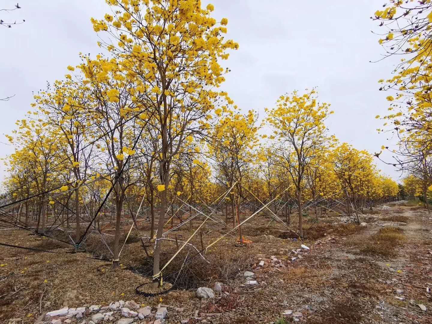 广东汕尾海丰县黄花风铃木 黄花风玲木便宜清场,机不可失!