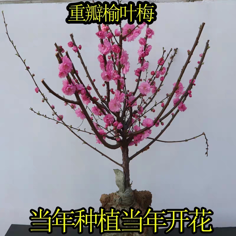 [榆叶梅批发]盆栽榆叶梅 榆叶梅苗 满天星 重瓣多花 6