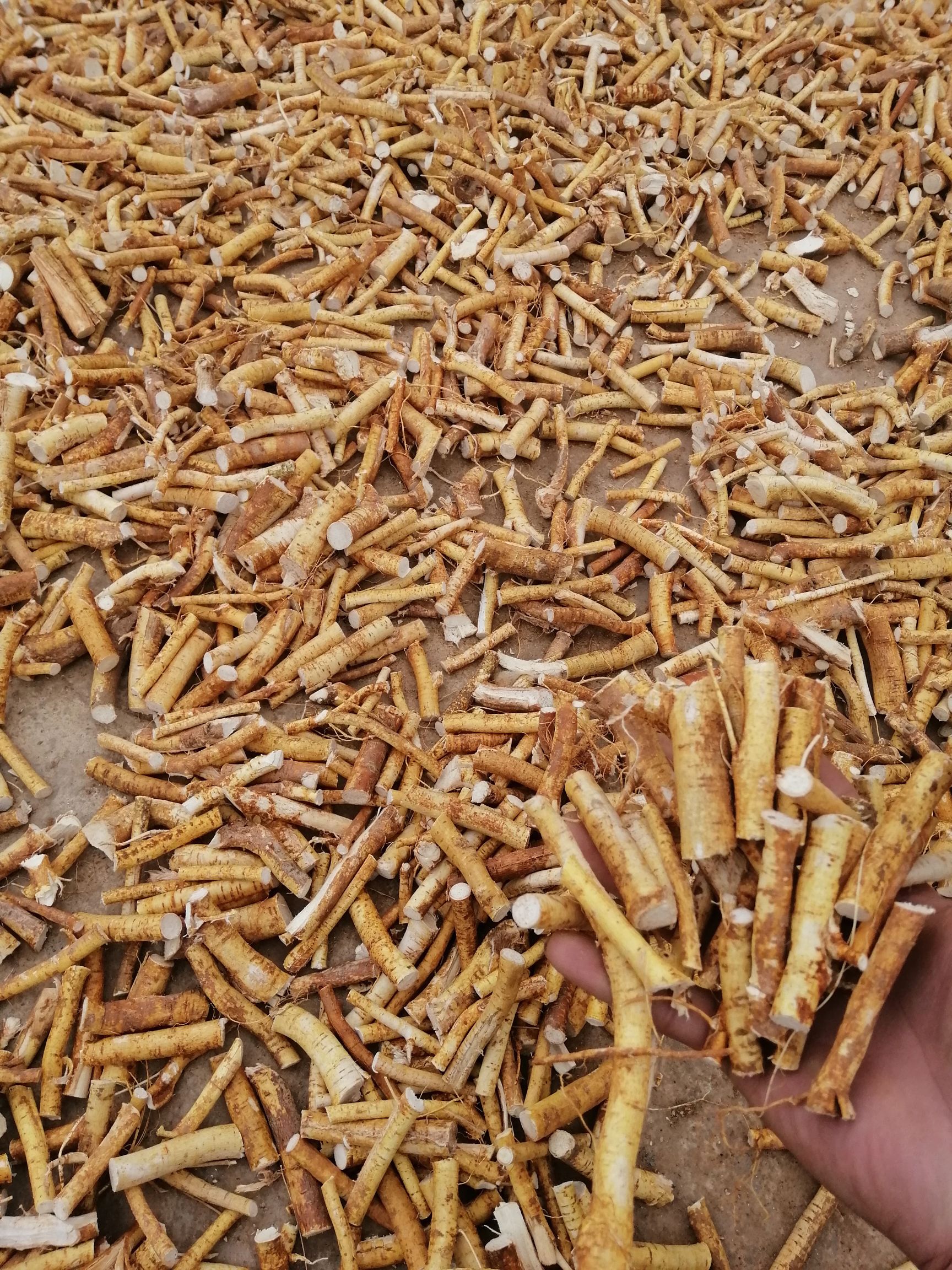 五指毛桃