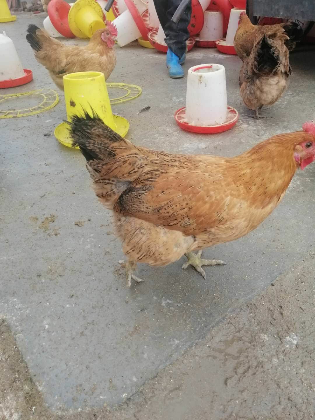 江苏南通如东县 青脚土鸡 母鸡 麻土母鸡 4斤多